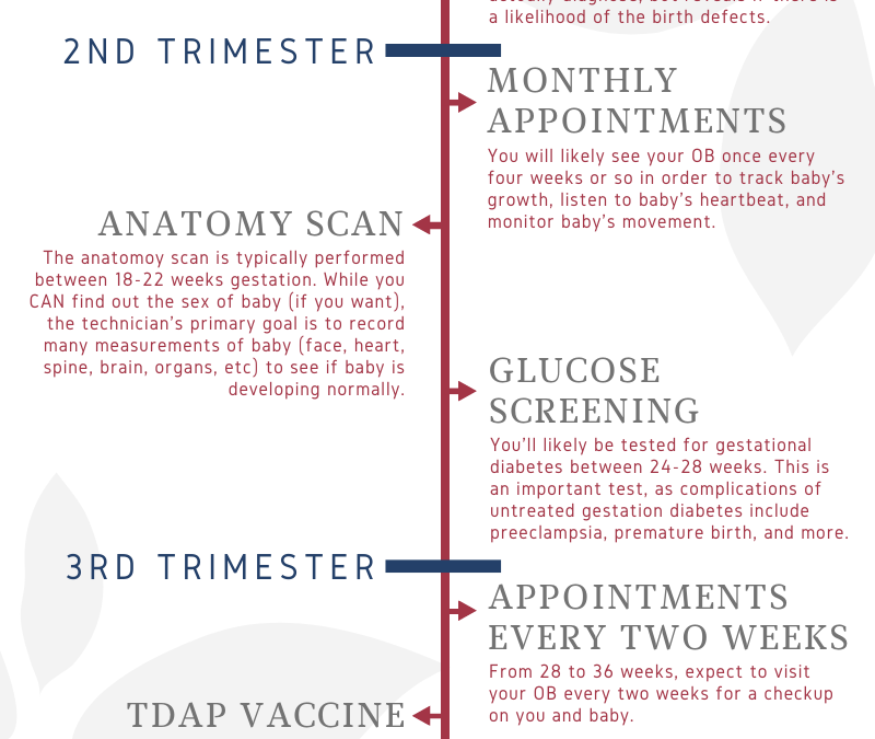 Pregnancy: a timeline of appointments